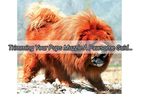 Trimming Your Pups Muzzle A Pawsome Guide to Grooming Success